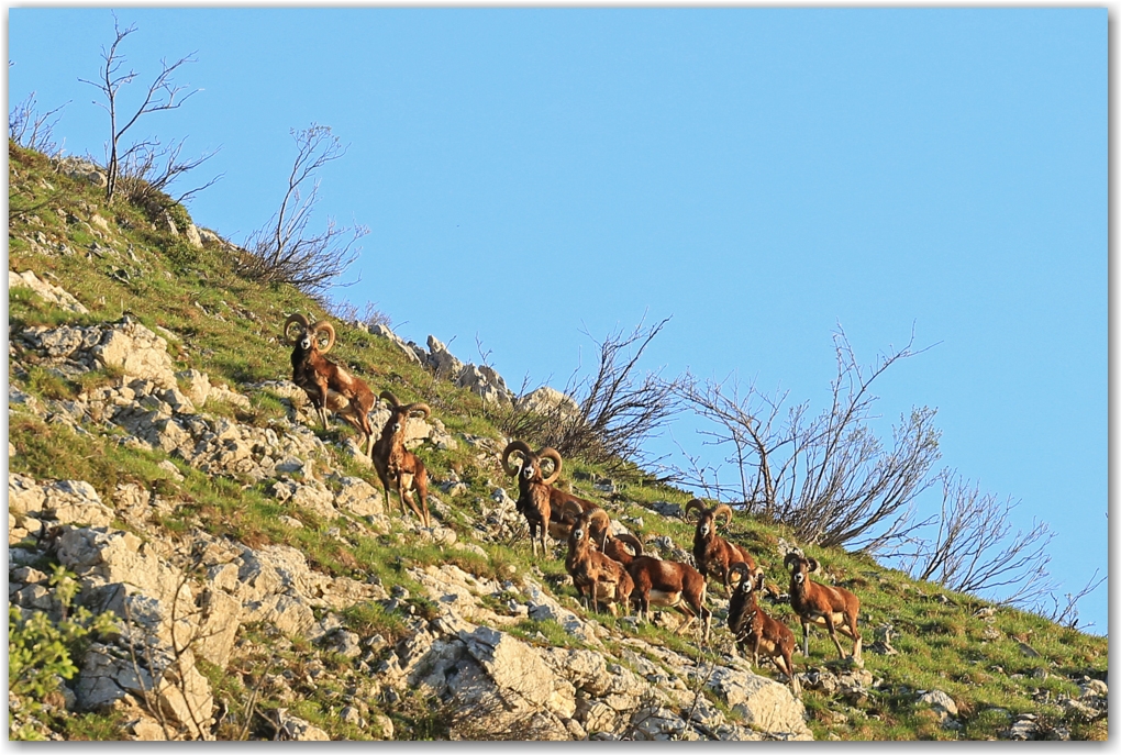 un matin dans le vercors...