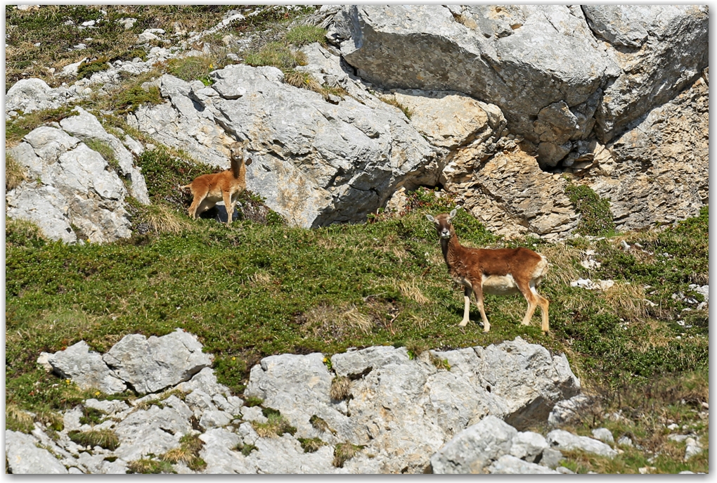 un matin dans le vercors...