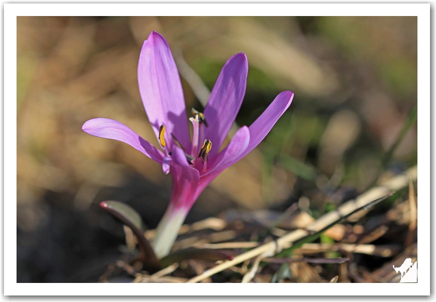 crocus