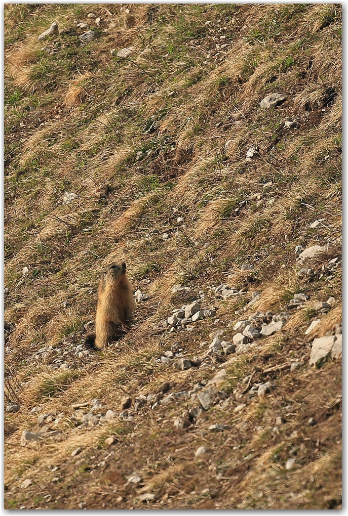 un matin dans le vercors...