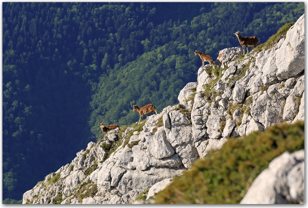 un matin dans le vercors...