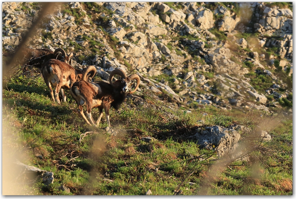 un matin dans le vercors...