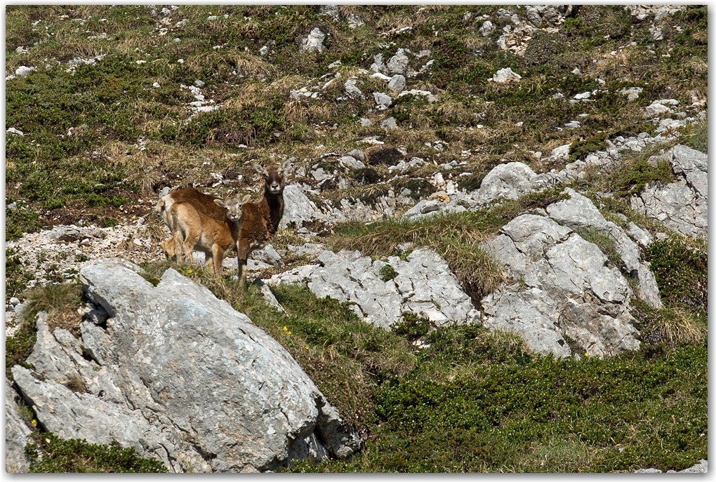 un matin dans le vercors...