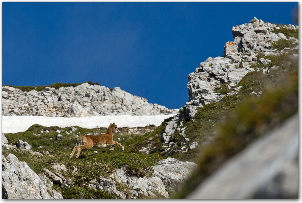 un matin dans le vercors...